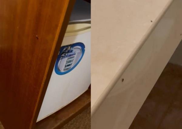 Guest slams Orchard Road hotel over room 'infested with cockroaches'